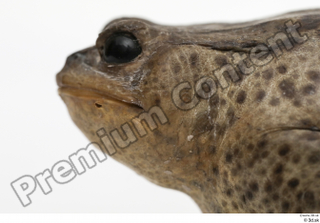 Toad  2 Bufo bufo head 0002.jpg